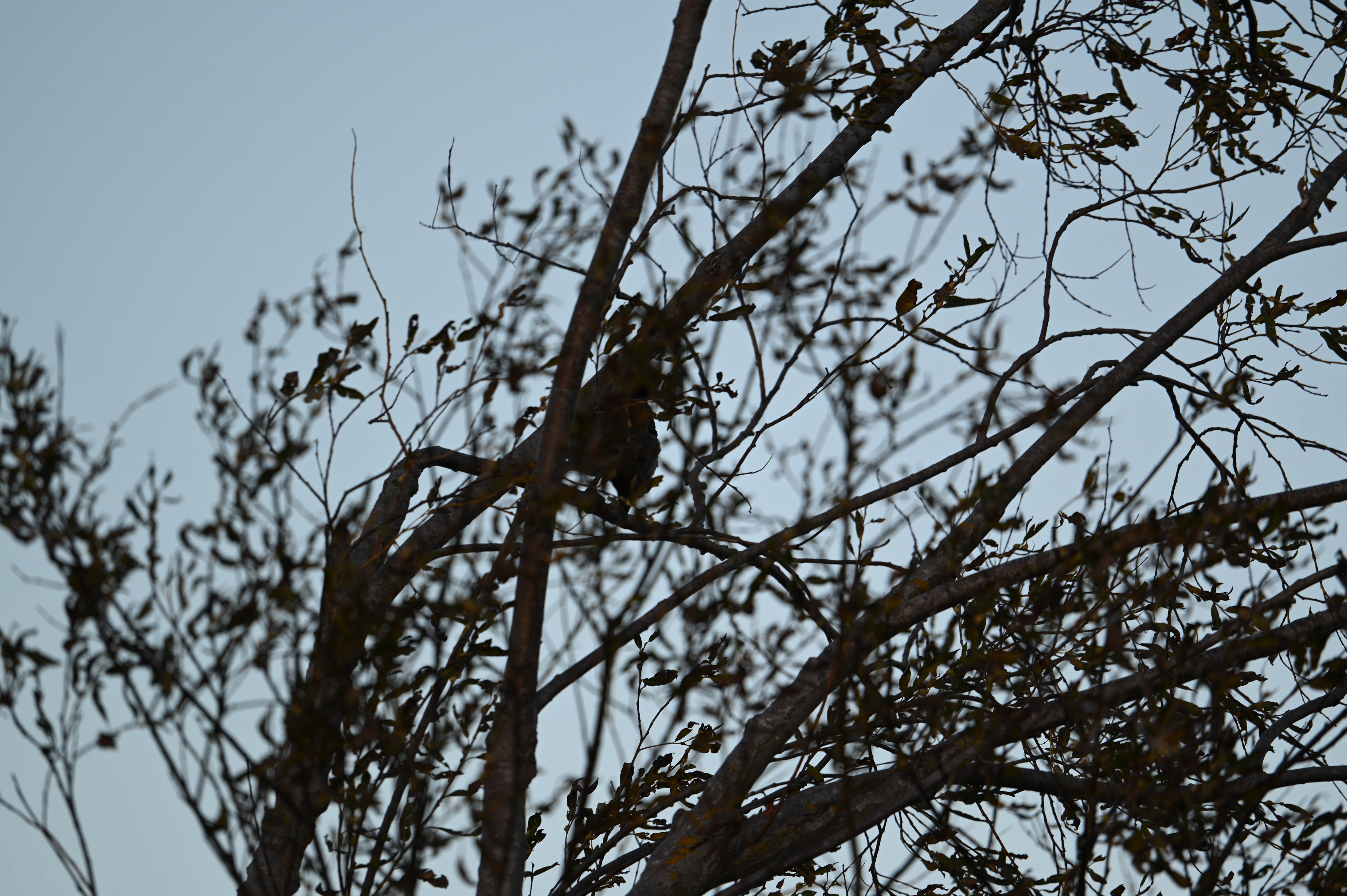 2025/10/18 - walk/DSC_0245.JPG